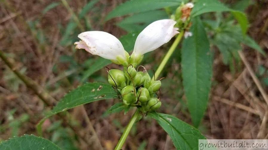 Experimente plantar tartaruga (Chelone obliqua)