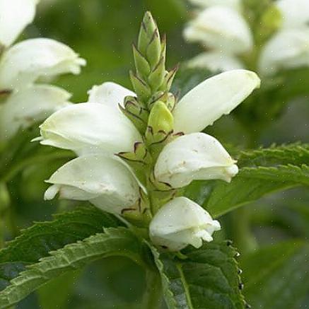 Turtlehead é geralmente resistente nas zonas de robustez do USDA 4 a 8