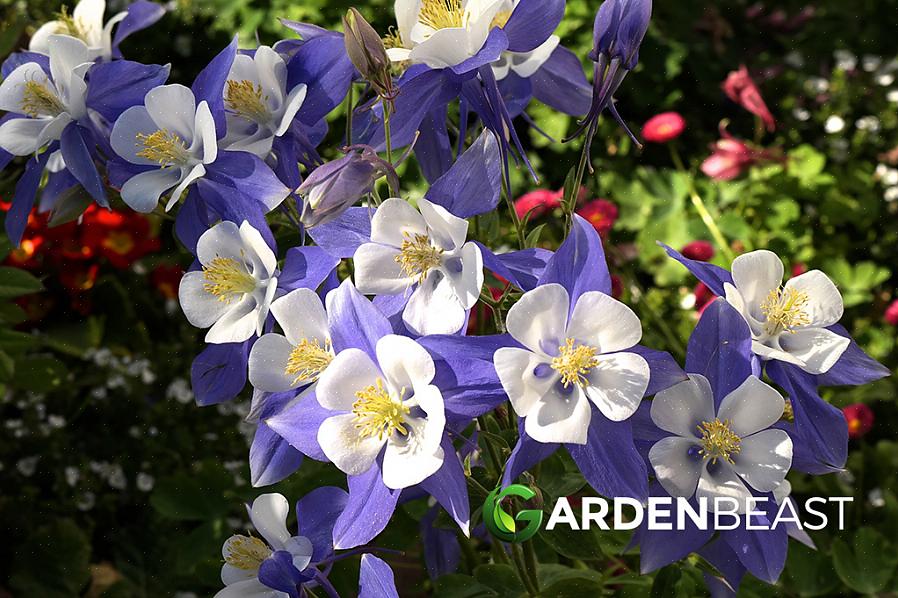 Você pode começar flores de Columbine a partir de sementes ou plantas