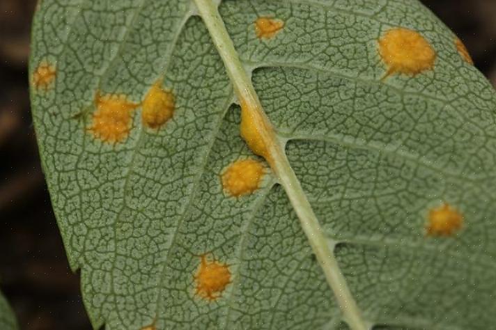 Existem muitas espécies da doença do fungo da ferrugem que afetam plantas