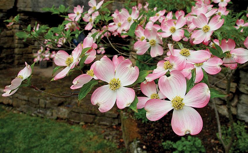 As plantas nativas são frequentemente recomendadas como plantas de jardim ideais porque são adequadas