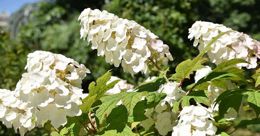 As hortênsias de folha de carvalho da Rainha da Neve florescem em cachos