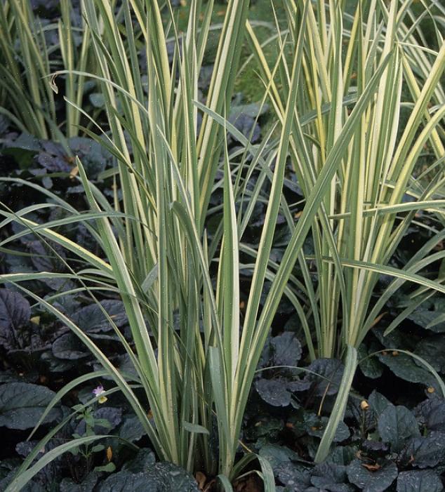 A grama japonesa é uma planta de paisagem quase sem esforço para crescer