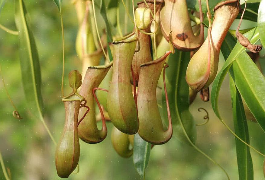 Incluindo plantas amarelas (Sarracenia flava var