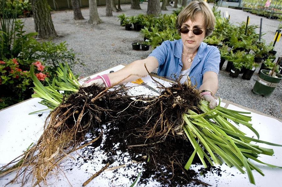 Ao dividir as plantas perenes no outono