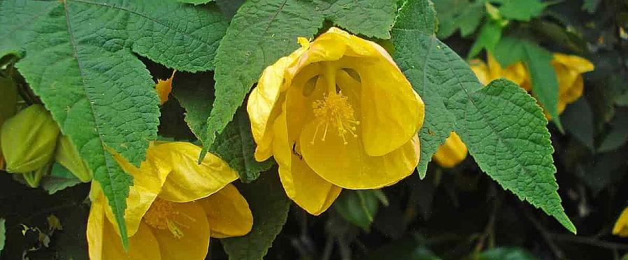 O nome científico completo das plantas Abutilon mais comumente cultivadas por Northerners é Abutilon