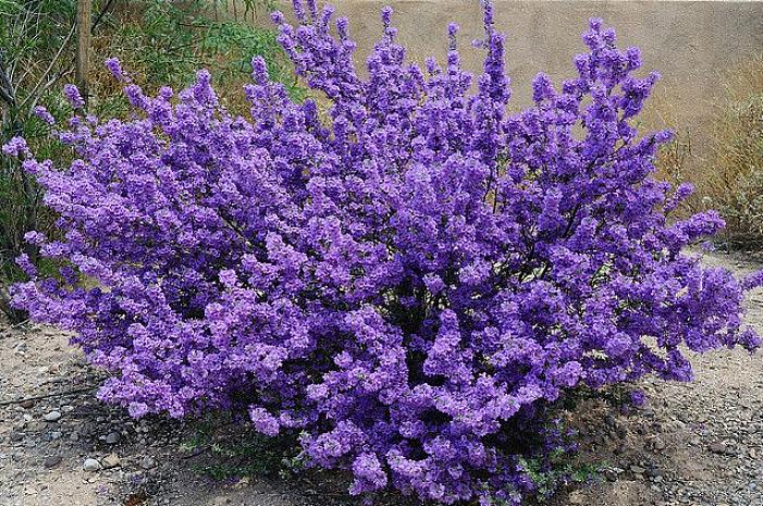 Purple Queen é um exemplo de um tipo com flores roxas