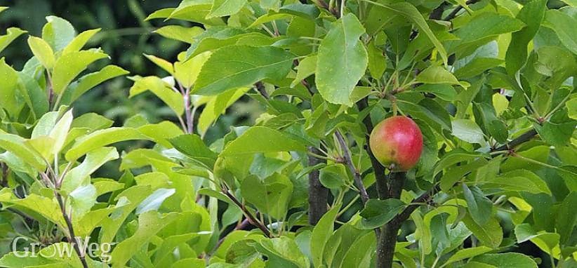 Não darão muitos frutos se localizadas na sombra