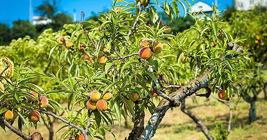 Você simplesmente não pode esperar que a árvore frutífera que você trouxe do viveiro no ano passado dê