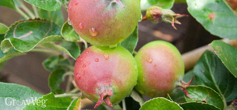 A queda dos frutos em junho - a tendência natural das árvores frutíferas de derramarem alguns frutos