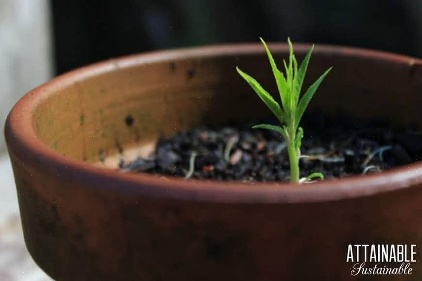 Uma semente de pêssego resulta do pólen masculino de uma planta combinando-se com o óvulo da flor feminina