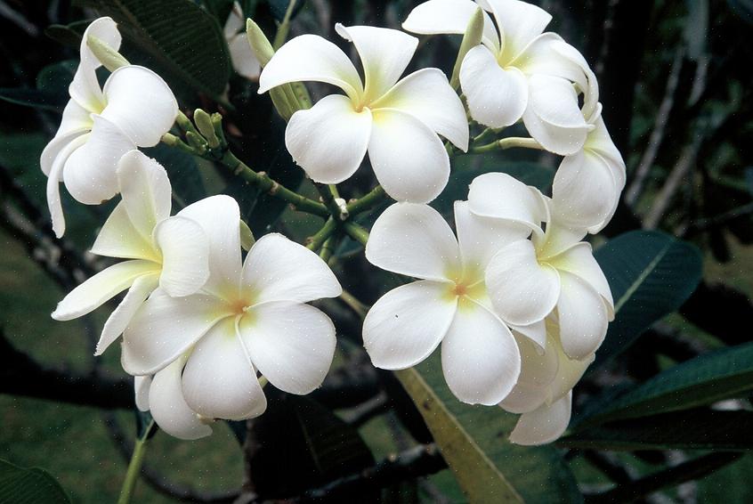 O frangipani branco (Plumeria alba) é uma árvore decídua de plumeria nativa de áreas tropicais