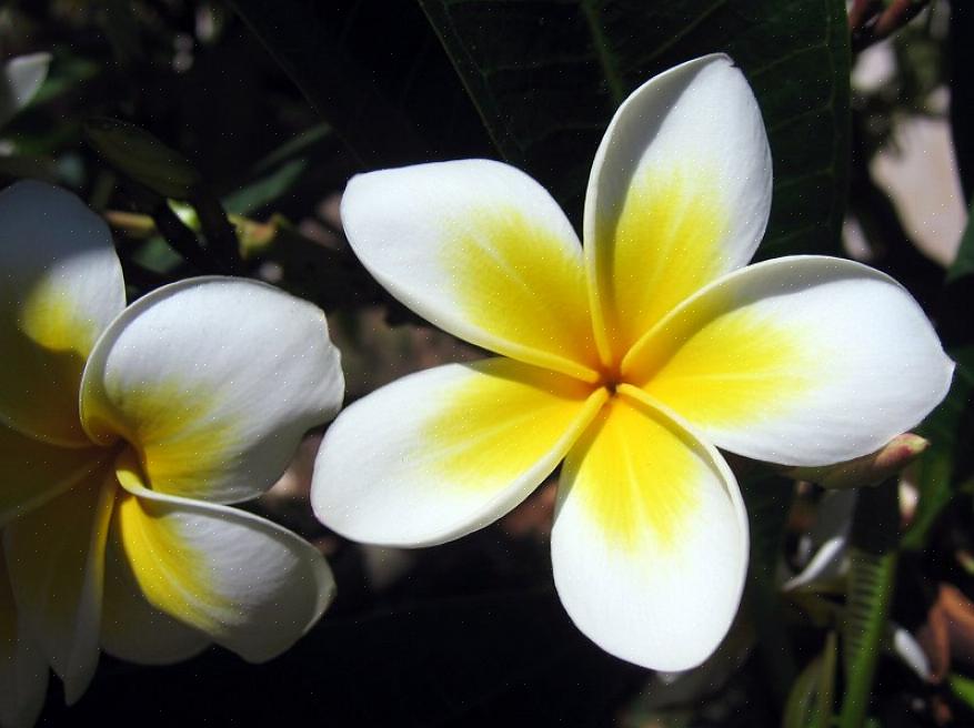 As folhas da Plumeria alba produzem uma seiva branca leitosa quando se racham