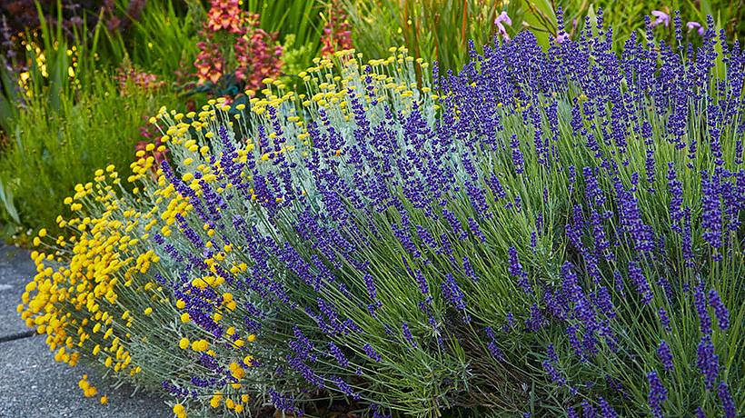 A poda de plantas de lavanda estabelecidas