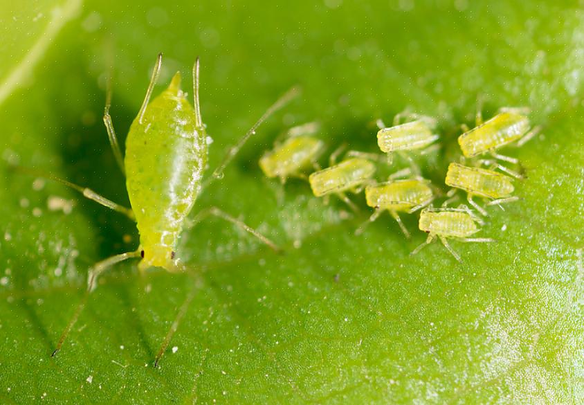 Os pulgões podem ser distinguidos de outras pragas de plantas semelhantes