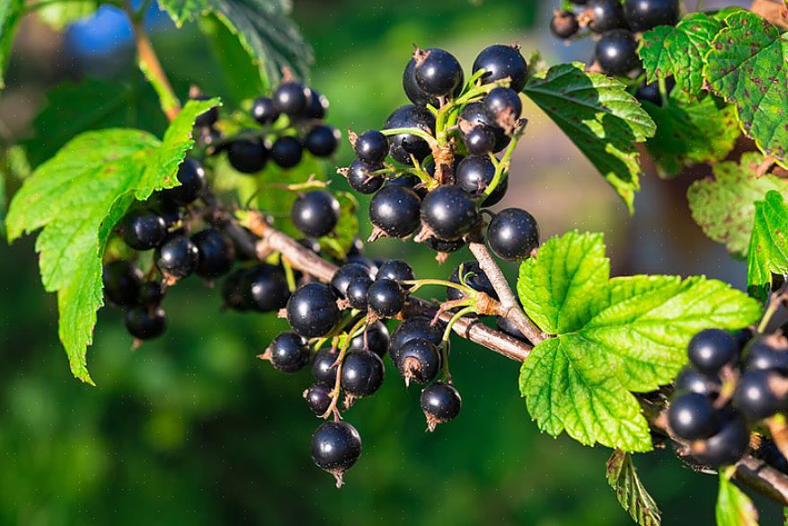 Embora a maioria das árvores frutíferas possa não tolerar condições de cultivo sombrias