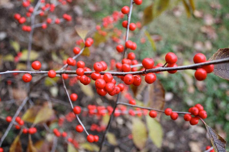 Winterberry (Ilex verticillata) é nativa do leste do Canadá