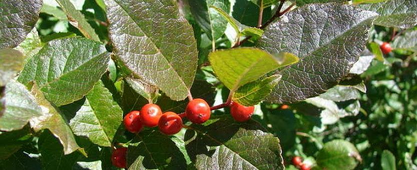 Winterberry é uma planta dióica