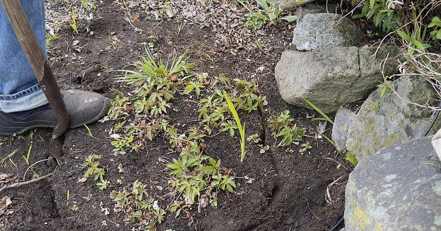 Como dividir plantas perenes