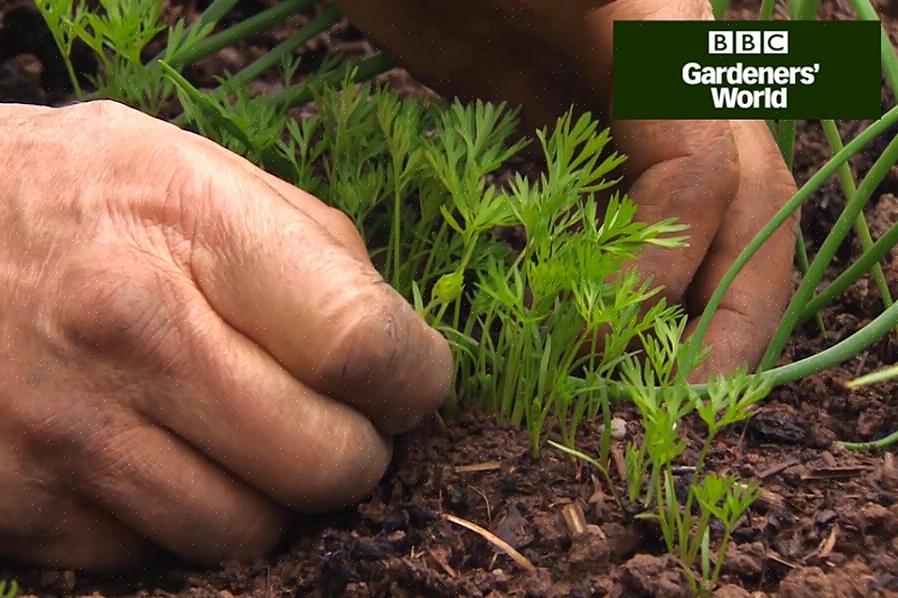 O desbaste à noite dá às plantas restantes uma chance de se ajustar antes de serem expostas ao calor