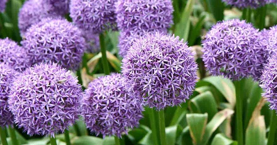 Os alliums ornamentais têm cabeças de flores redondas compostas por dezenas de flores em forma de estrela