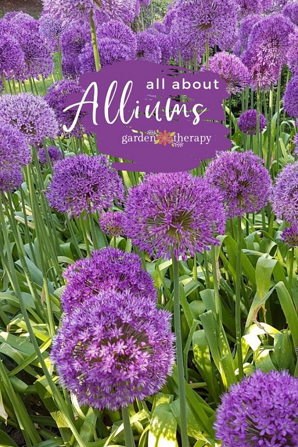 Assentar a cebola (Allium cernuum) produz flores em tons bonitos de rosa