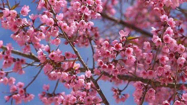 E as flores rosas compartilham com as flores vermelhas um pouco da extravagância deste último