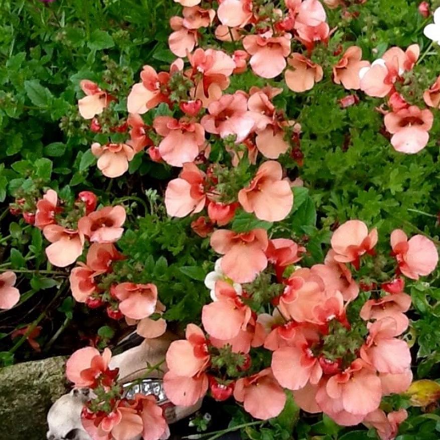 Diascia prefere temperaturas mais frescas