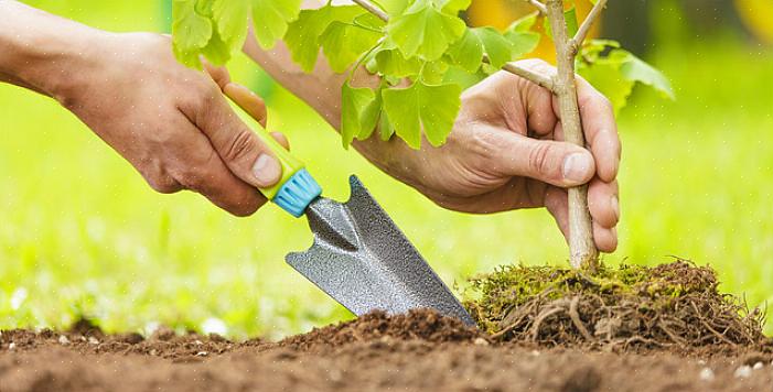 A melhor época para plantar árvores é no final do inverno ou no início da primavera