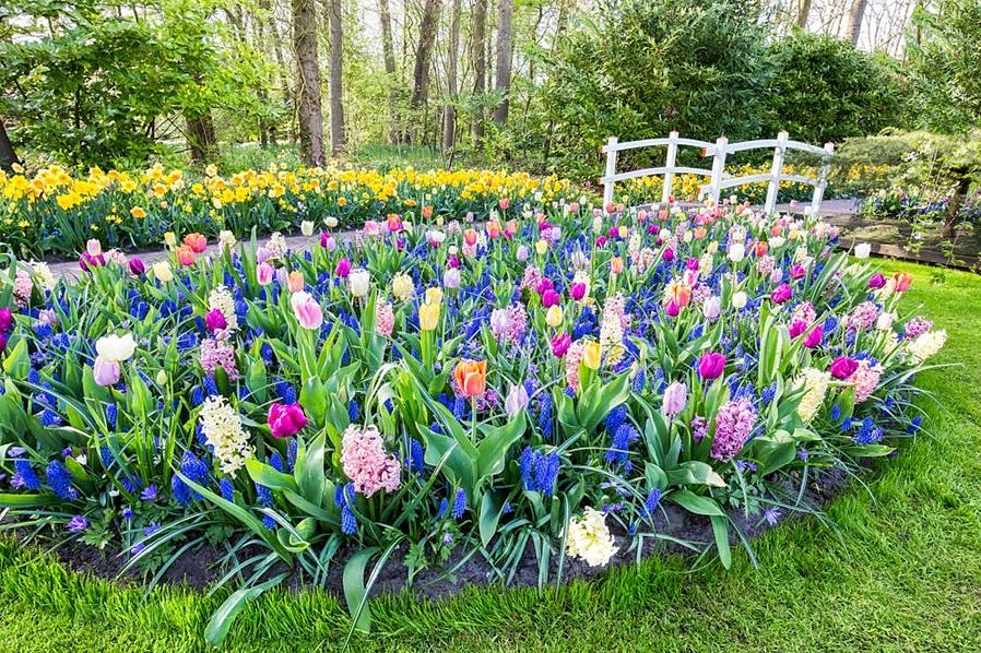 As plantas de Gladiolus produzem flores em forma de trompete que se abrem de baixo para cima em uma haste