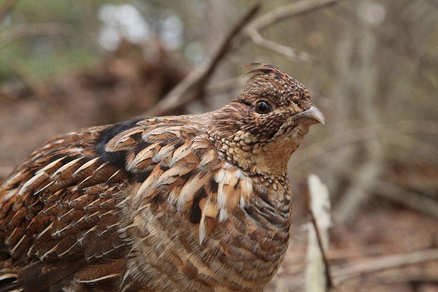 E um observador devidamente equipado terá mais facilidade para identificar essas aves misteriosas