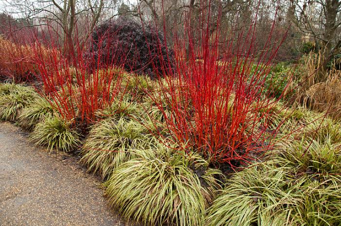 Dogwood galho vermelho vai iluminar seu paisagismo de inverno com seus ramos vermelhos brilhantes