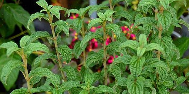 Se você deseja propagar dogwoods de galho vermelho