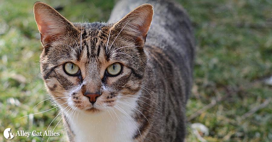 Eficazes para desencorajar os gatos selvagens