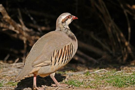 Os ovos de chukar são amarelos cremosos ou branco-amarelados com pequenas manchas marrons ou arroxeadas