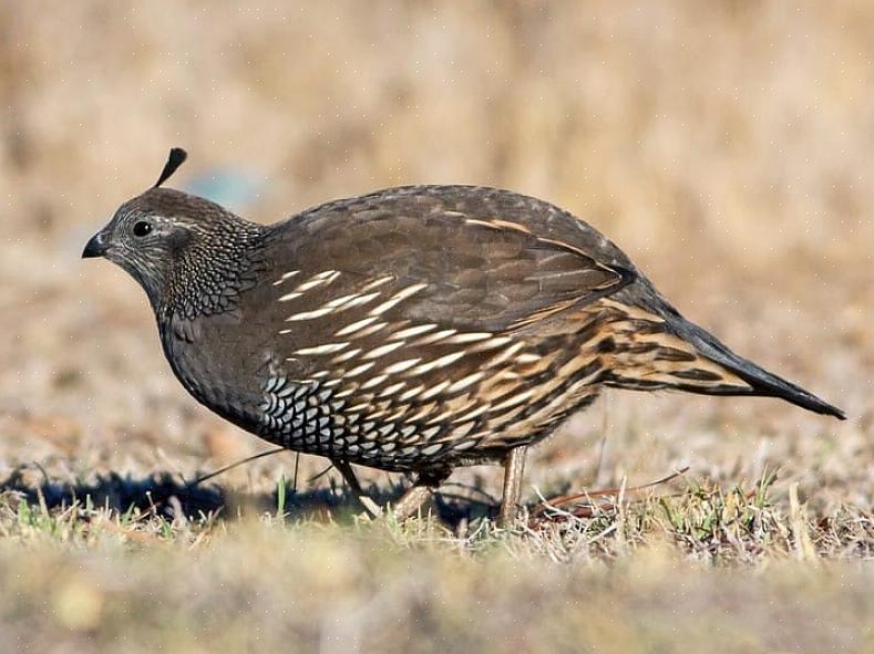 Identificação de Chukar