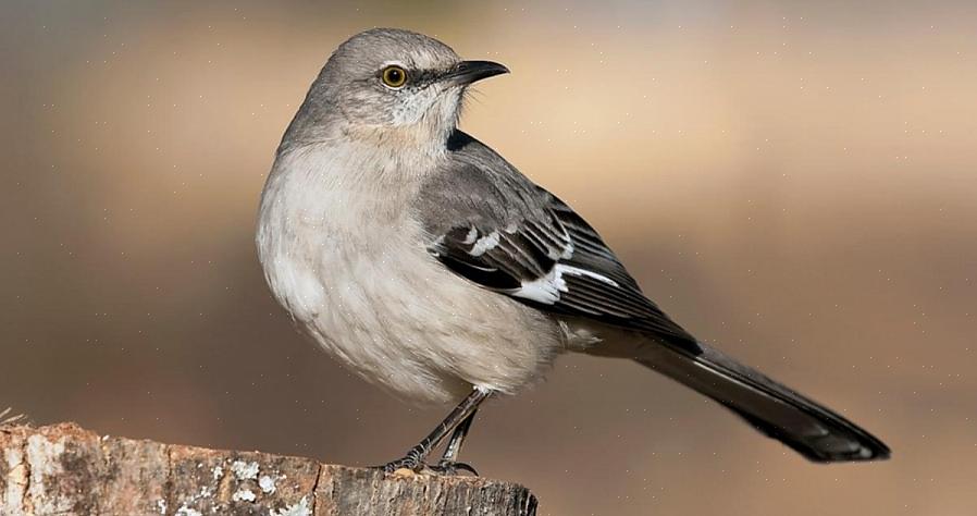 Os mockingbirds do norte são geralmente residentes durante todo o ano em sua área de distribuição