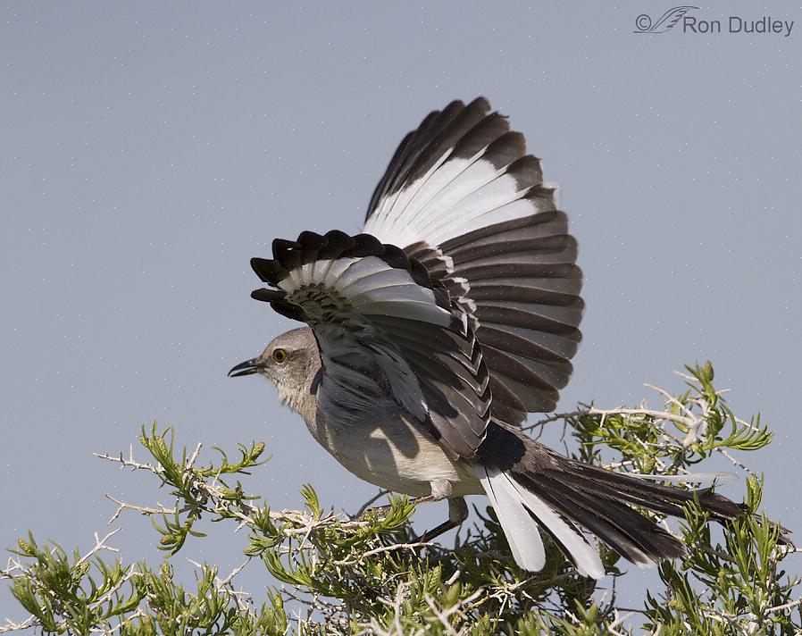 Os pássaros mockingbirds do norte prontamente visitam os comedouros onde restos de pão