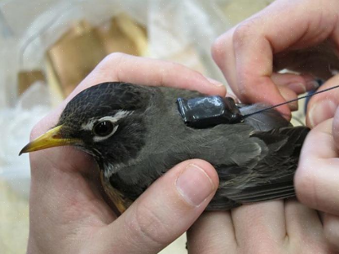 A família de pássaros Turdidae inclui mais de 175 espécies