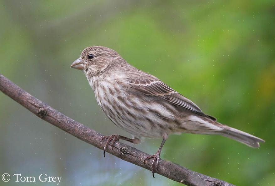 Linnet (não deve ser confundido com o Linnet Comum na Europa)