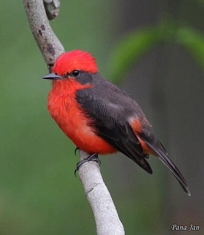 Identificação do flycatcher vermelhão