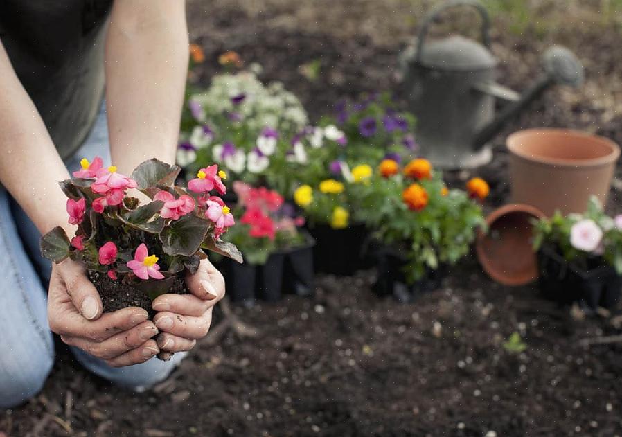 A natureza sazonal das plantas anuais significa que as estufas