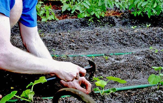 A seca durante o início da estação de crescimento pode causar os maiores danos de todos porque as plantas