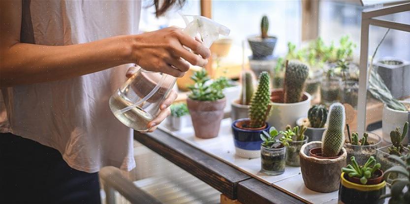 As suculentas são algumas das plantas mais bonitas do mundo