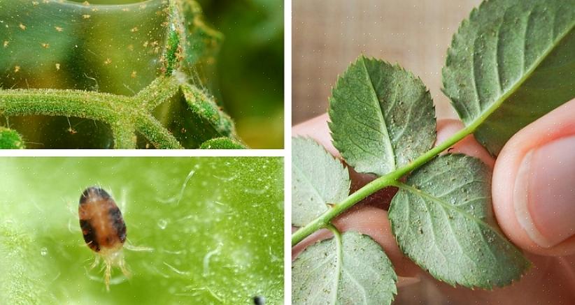 Amarelas ou pretas que podem surgir em todas as partes de uma planta