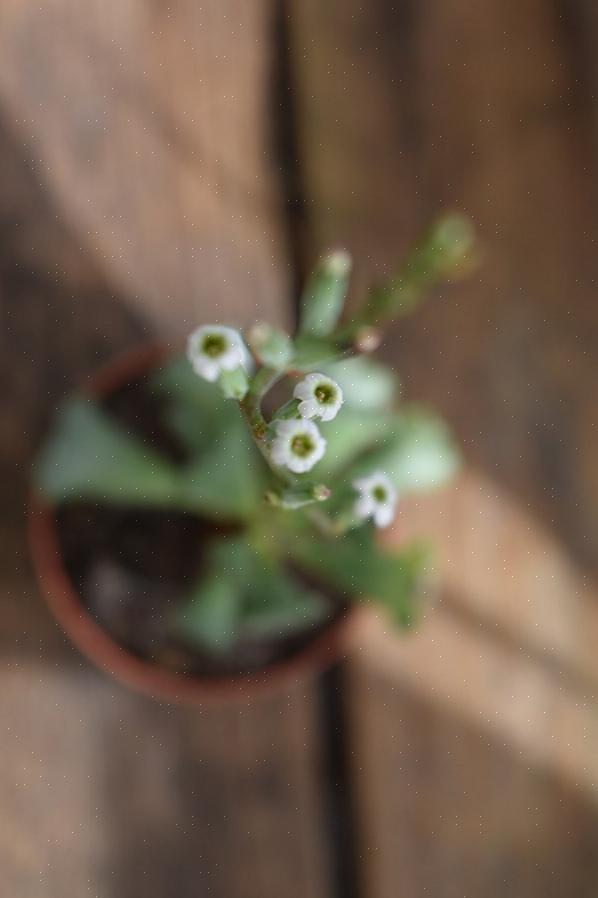 Plantas com folhas onduladas requerem solo poroso