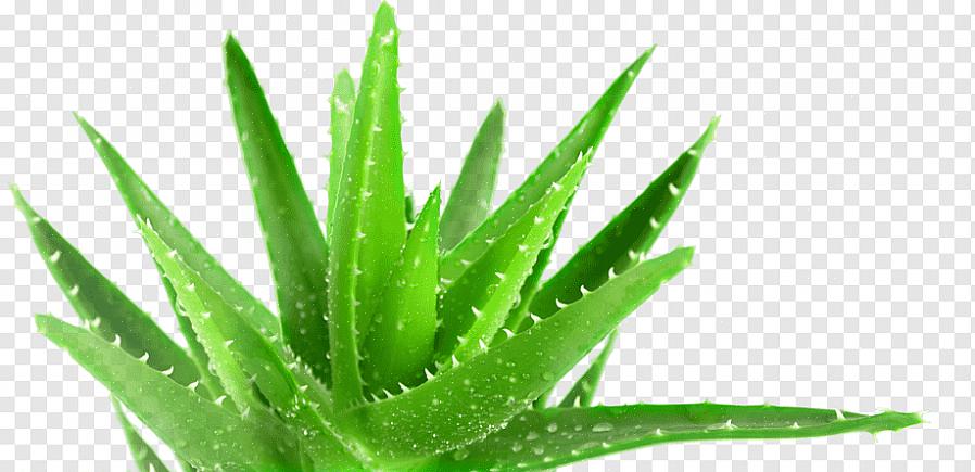 Mas a mais comumente cultivada como planta de casa é a Aloe barbadensis