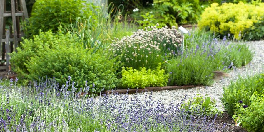 Plantar ervas aromáticas onde você vai roçar nelas ao passar é uma maneira fácil de desfrutar de um jardim