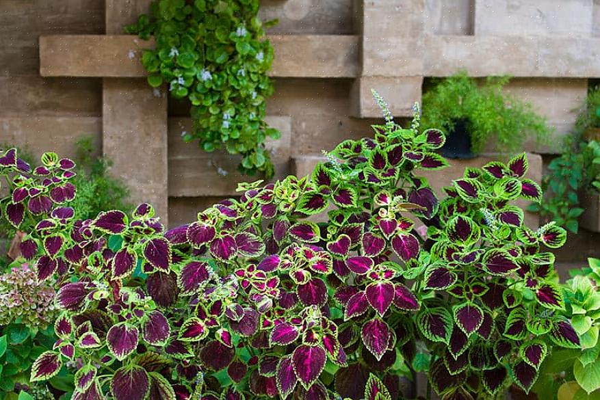 As plantas Coleus