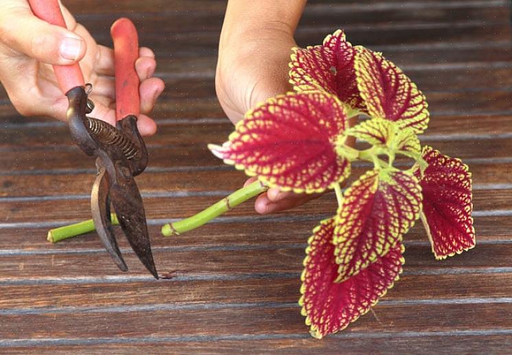 Então não se apresse para colocar suas plantas no solo